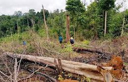 Chế tài hành vi khai thác rừng trái phép