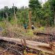 Chế tài hành vi khai thác rừng trái phép