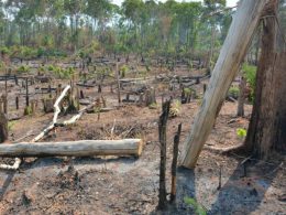 Hành vi phá rừng làm nương rẫy bị phạt như thế nào?