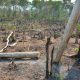 Hành vi phá rừng làm nương rẫy bị phạt như thế nào?