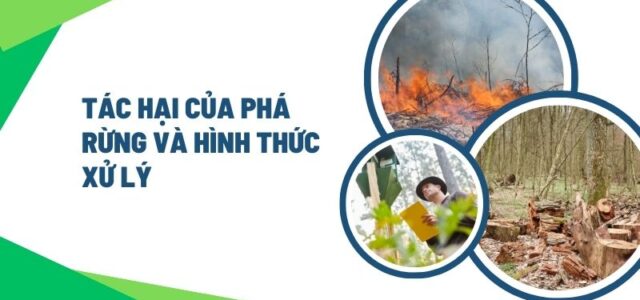 Tác hại của phá rừng và hình thức xử lý
